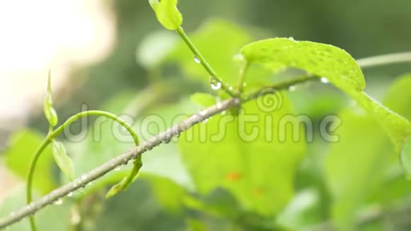 落在泥鳅叶子上的雨水特写4k视频的预览图