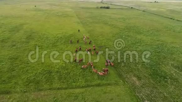 空中无人机镜头马在绿野里行走视频的预览图