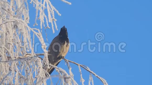 灰鸦在白桦树的树枝上覆盖着黑霜对抗蓝天视频的预览图