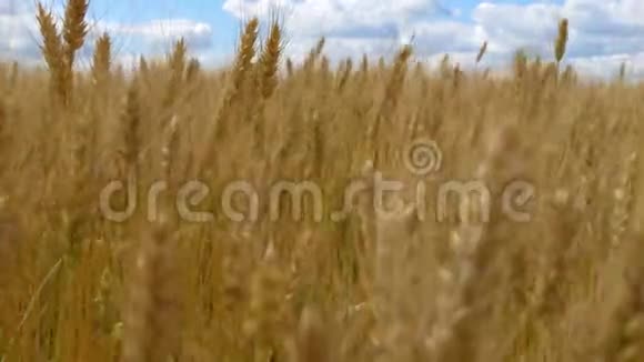 田间成熟的小麦金穗谷物的收获农场视频的预览图