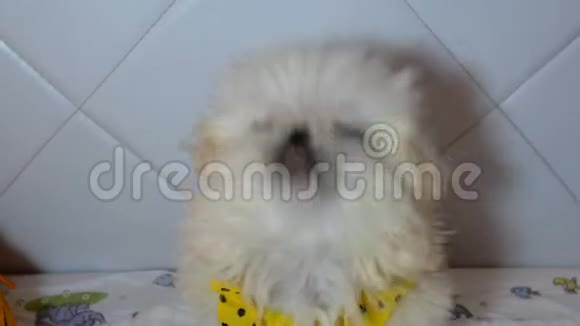 人们给蓬松的白色北京犬一个美味的待遇视频的预览图