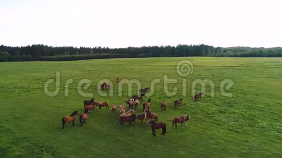 无人机镜头精灵在绿色田野里站着的马场周围旋转视频的预览图