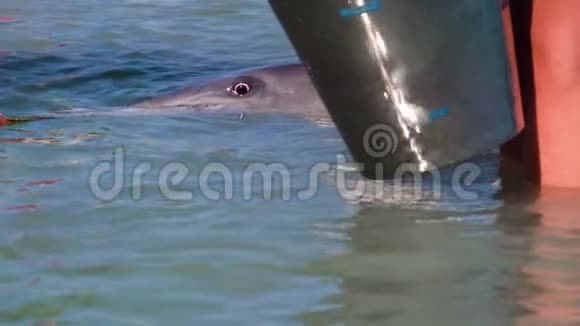 海豚在慢动作中与人腿视频的预览图