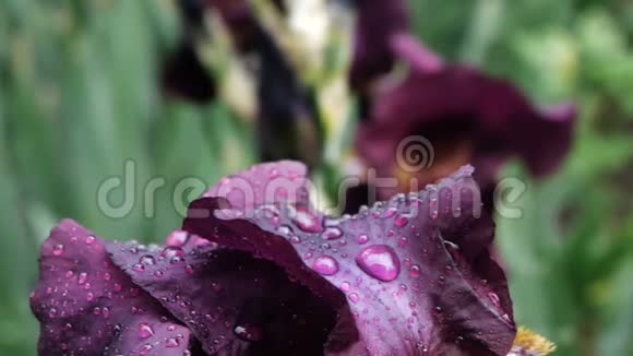 在春风中雨后深紫色的勃艮第虹膜上的水滴特写视频的预览图