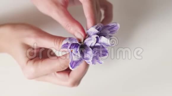 美丽的紫色花在女性手上的白色背景上白色背景上的花美丽的花朵视频的预览图