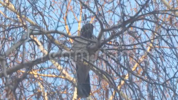 灰鸦在白桦树的树枝上覆盖着黑霜对抗蓝天视频的预览图