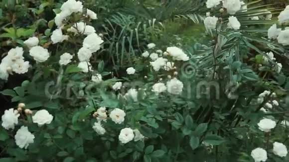玫瑰花蕾的近景花园里的绿色灌木丛上开着白花视频的预览图