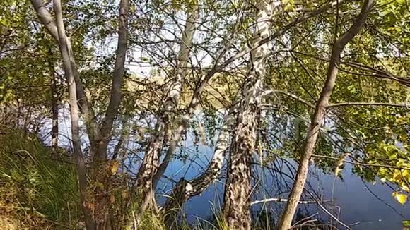 阳光明媚的一天三只古老的桦树在湖的背景下视频视频的预览图