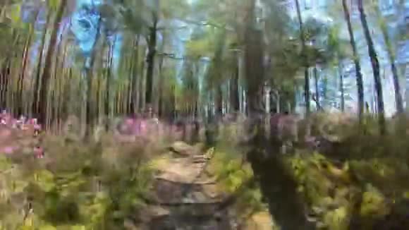 在森林里的小路上行走的个人视角粉红色的花时间流逝视频的预览图