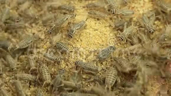 许多蟋蟀正在吃食物视频的预览图
