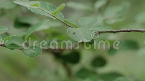 蚂蚁在树叶上爬行视频的预览图
