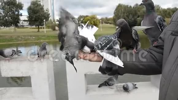 鸽子从手里吃城里的鸟儿坐在手上啄着葵花籽视频的预览图