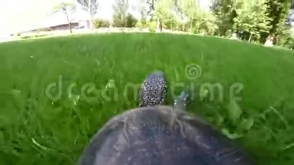 乌龟在草地上视频的预览图