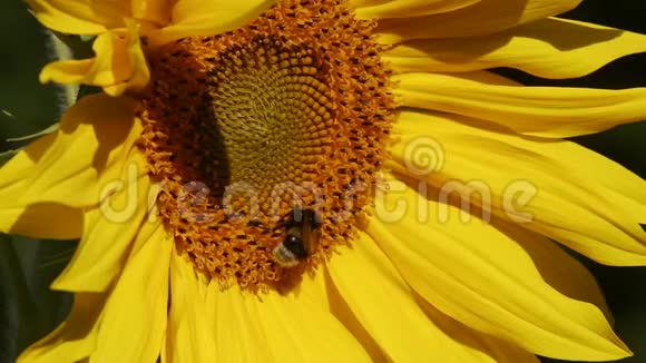 大黄蜂在一朵向日葵上视频的预览图