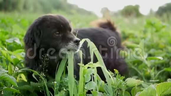 狗搞笑吃草狗踩青草狗刷牙视频的预览图