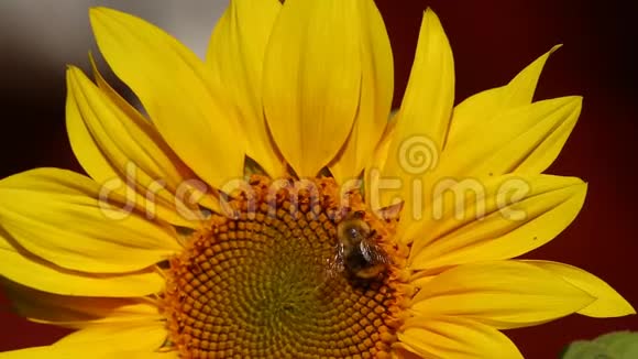 大黄蜂在一朵向日葵上视频的预览图