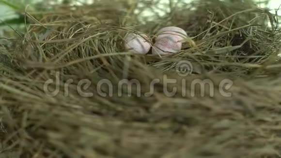 转盘巢中的鹌鹑卵视频的预览图