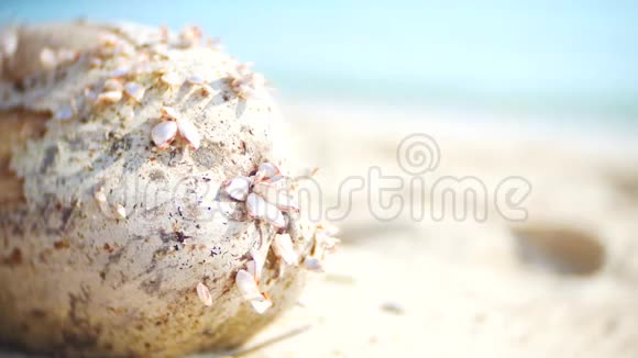 在沙滩上在大海的背景下特写贝壳视频的预览图