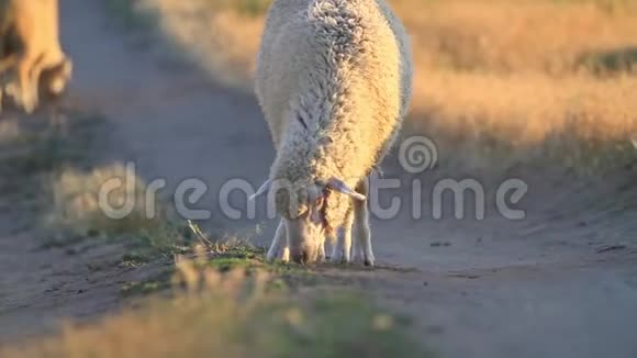 日落时在干田里放牧的羊视频的预览图