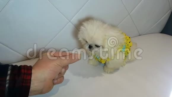 人们给蓬松的白色北京犬一个美味的待遇视频的预览图