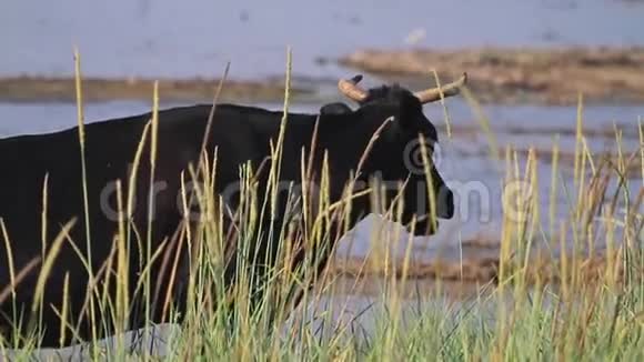 岸边的牛吃多汁的草视频的预览图