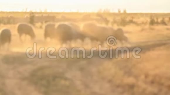 日落时分羊在尘土飞扬的路上散步视频的预览图
