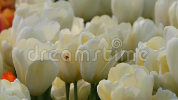 美丽的白色郁金香混合在世界著名的皇家公园基肯霍夫郁金香田野近景荷兰视频的预览图