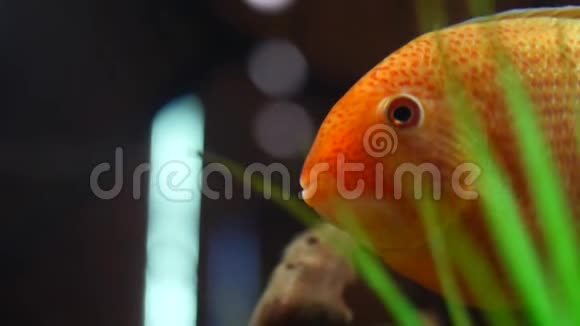 在热带水族馆的水箱里漂浮着美丽的奇异金鱼里面有绿藻和小木条框架视频的预览图