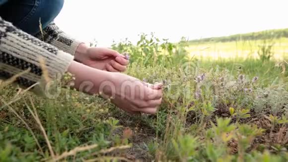 雌性的手在草地上采摘新鲜的绿色百里香和紫色的花视频的预览图