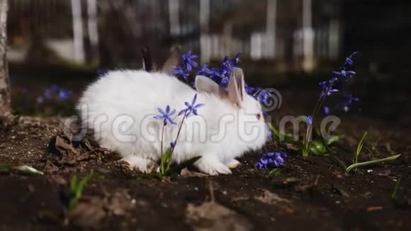 户外小白兔视频视频的预览图