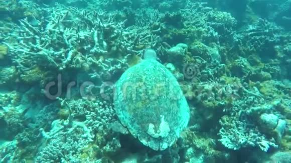 在马尔代夫群岛的珊瑚礁上与海龟一起潜水视频的预览图
