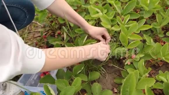 年轻的农民在花园里收集成熟的有机草莓视频的预览图