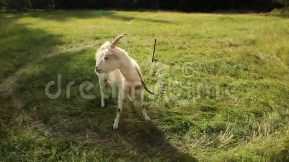 山羊在草地上散步阳光明媚的夏夜视频的预览图
