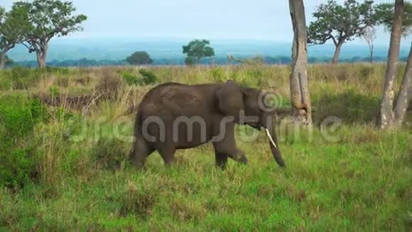 雌性大象来到坦桑尼亚大草原上的幼崽视频的预览图