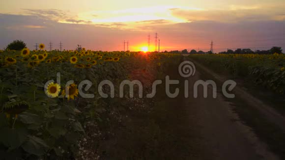 夕阳带着向日葵坐在田野的上空视频的预览图