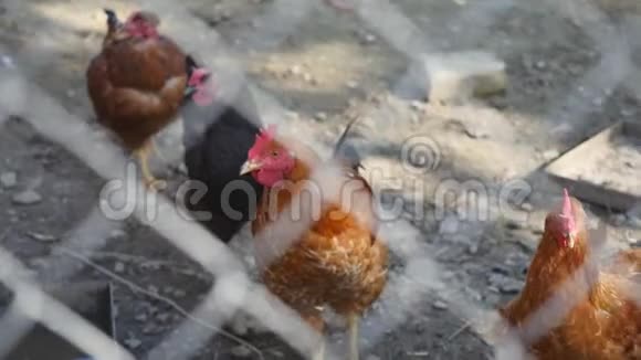 不同品种的公鸡和鸡在农场里自由活动视频的预览图
