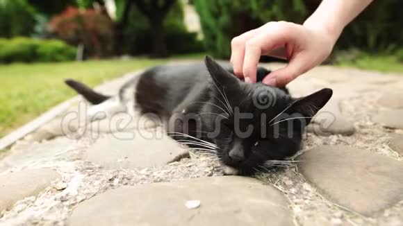 自愿宠物黑猫在花园或动物收容所休息视频的预览图