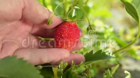 人类手里拿着成熟的有机草莓特写镜头视频的预览图