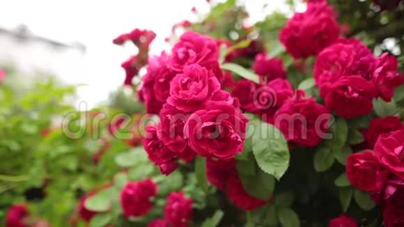 夏天花园里玫瑰花瓣上的粉红色玫瑰视频的预览图