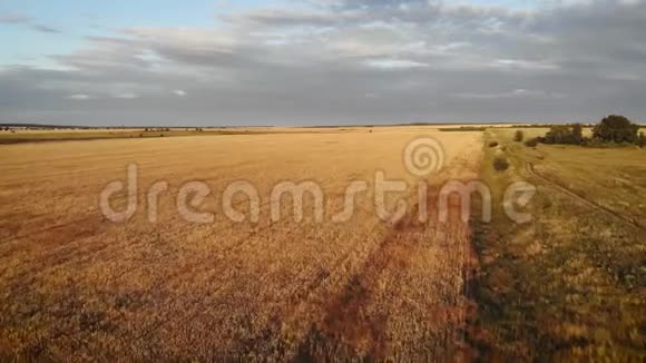 空中无人机低空飞行在成熟的黄色麦田之上背景是多云的蓝天视频的预览图