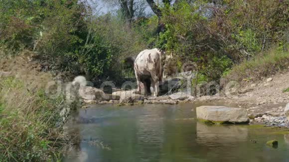 奶牛在浇水的地方视频的预览图