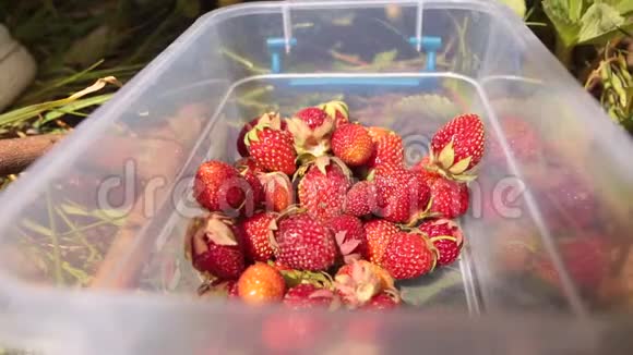 女农民把波纹草莓倒入塑料碗里低角度视频的预览图