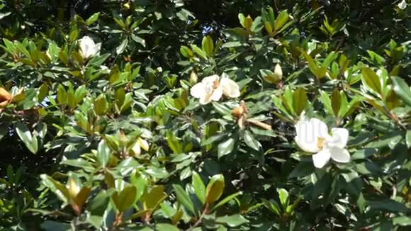 美丽的白玉兰花在花园里一棵木兰树随风飘扬慢动作视频的预览图