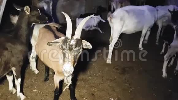 夏天山羊和羊在东部的一个村庄里过夜视频的预览图