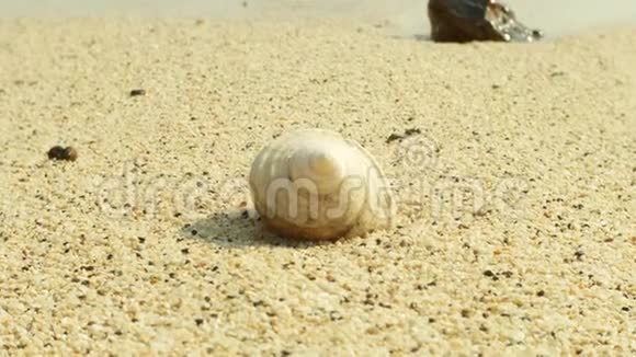 在沙滩上在大海的背景下特写贝壳视频的预览图