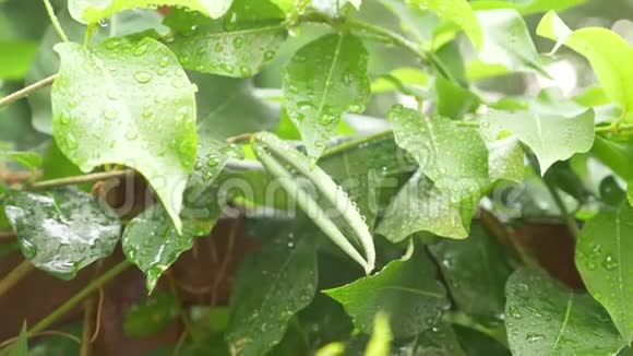 落在泥鳅叶子上的雨水特写4k视频的预览图