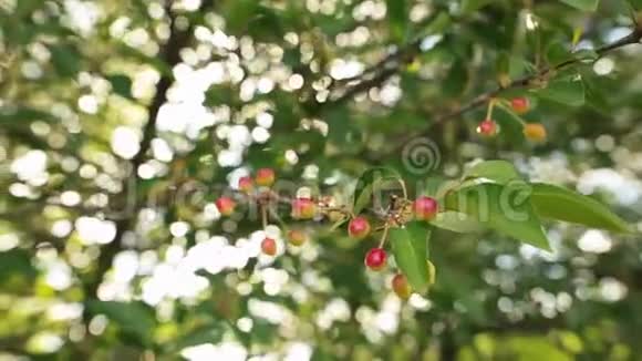 挂在樱桃树树枝上的樱桃选择性聚焦与沙洛自由度视频的预览图