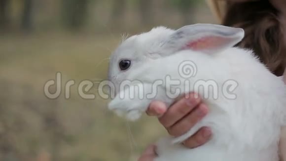 女孩和白兔视频的预览图