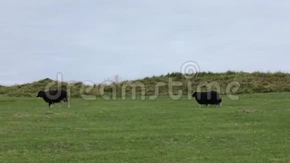 羊在绿色的牧场上吃草农业视频的预览图