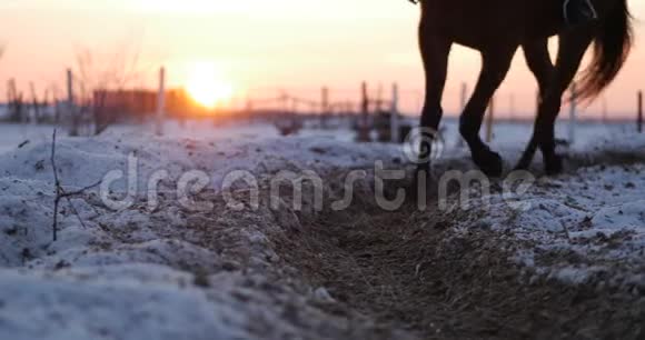 马与骑手在鸟舍里骑马冬天在街上迎着美丽的夕阳特写美丽的马视频的预览图